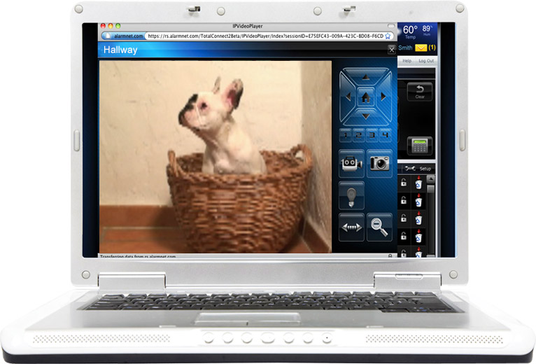 Security footage of a pet dog on a laptop